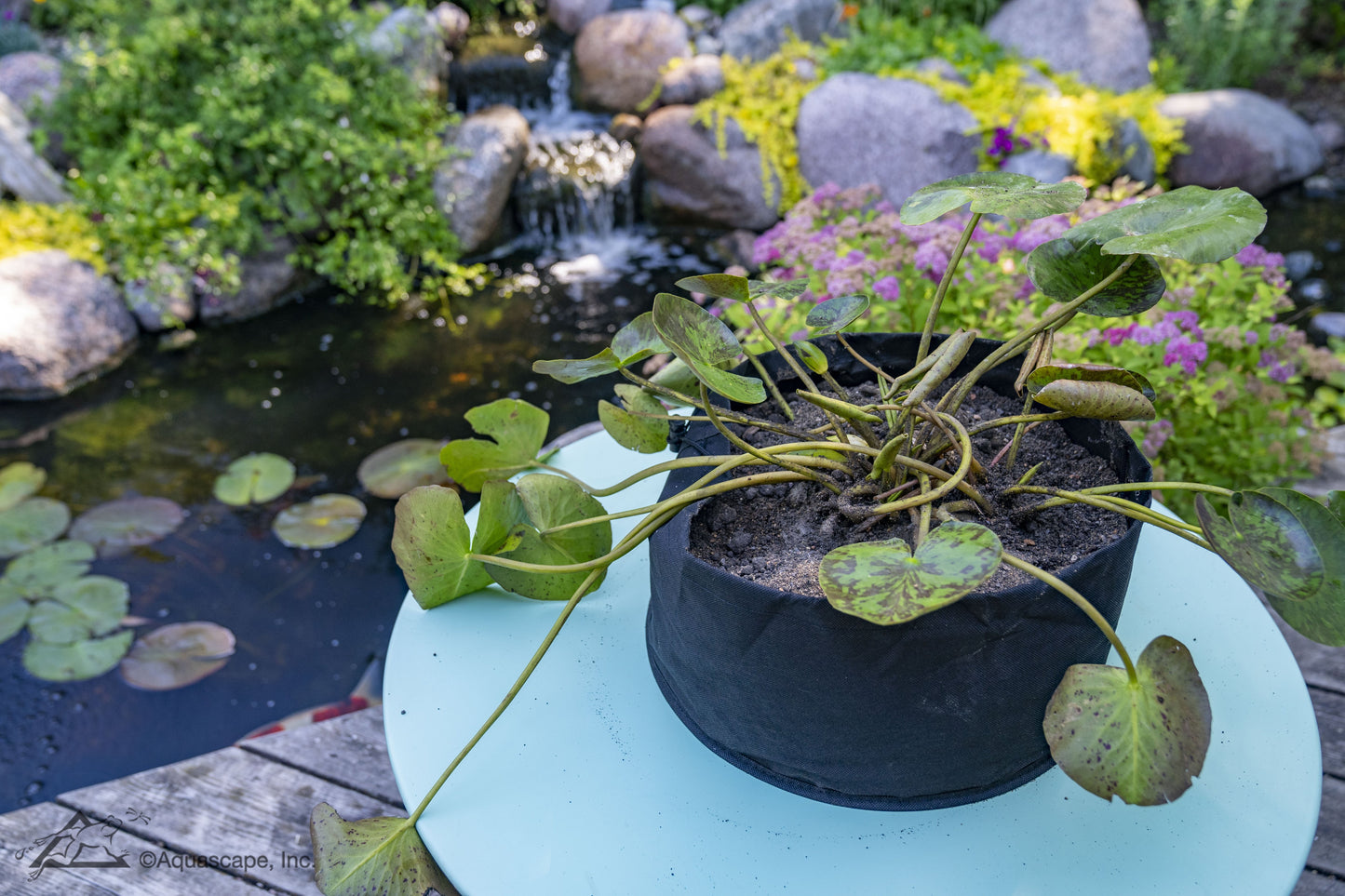 Aquascape AQUATIC LILY PLANTER 14" DIA X 7" H (35.6 X 17.8 CM) (QTY 2)
